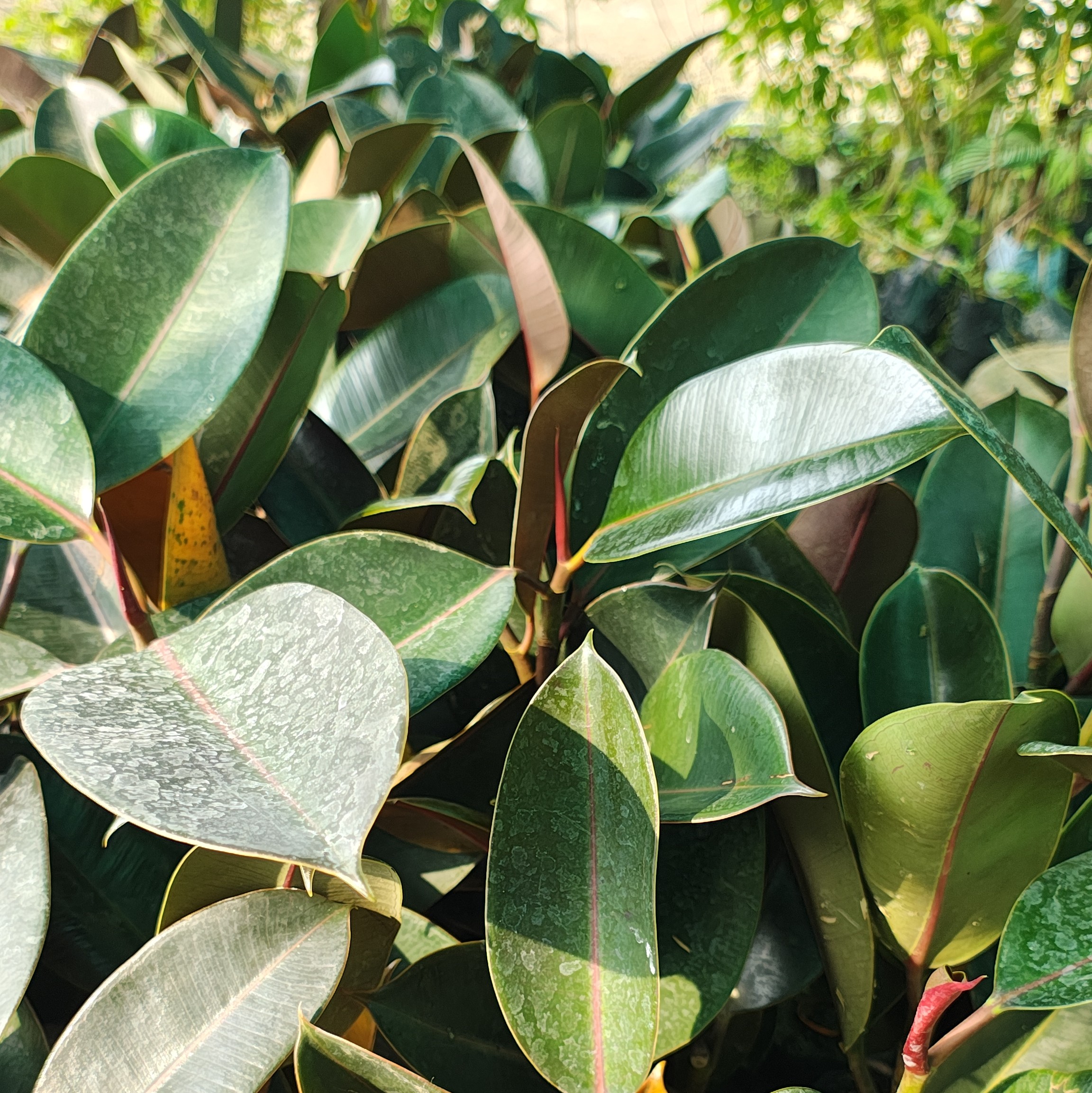 Rubber Fig Plant (Ficus elastica)